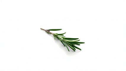 Fototapeta premium sprig of rosemary with needle-like leaves and a woody stem