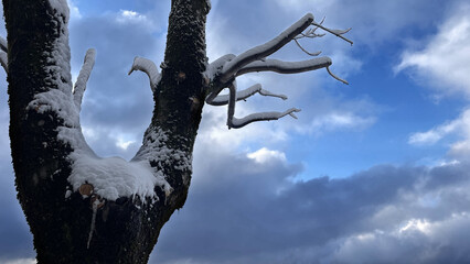snow-covered tree branches against blue sky with white clouds in winter