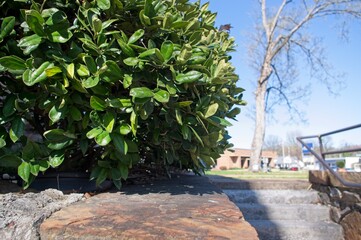 Ground level view of a bush with copy space to the right