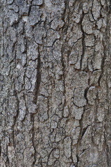 Natural Pattern of Tree Bark with Cracks and Grooves