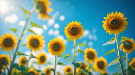 Obraz premium Vibrant Sunflowers Blooming Under a Sunny Sky