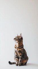 Beautiful Bengal cat is sitting on a white background. Looking forward. The cat's eyes are wide open, giving it a curious and alert appearance . Copy space . 