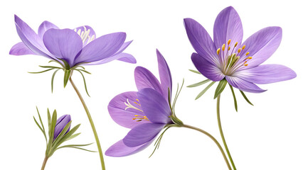 Realistic Purple Wildflowers &ndash; High-Quality Botanical Illustration on White Background