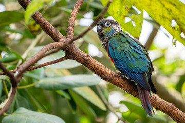Crimson-bellied Parakeet - Pyrrhura perlata, beatiful colored parakeet from South American forests and woodlands, Brazil.
