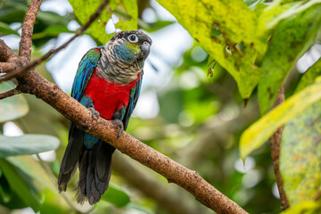 Crimson-bellied Parakeet - Pyrrhura perlata, beatiful colored parakeet from South American forests and woodlands, Brazil.