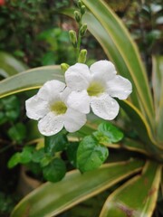 Fototapeta premium flower of a white flower