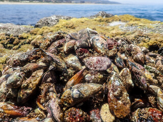 Mussels underwater on a rock on the sea shore, natural scene in mediterranean sea, Black mussels undersea, mussels on rocks undersea, group of common mussels together underwater, Mediterranean food.