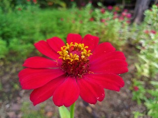red zinnia flower