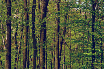 Spring relax mood calm.Green fresh forest thicket with deciduous trees