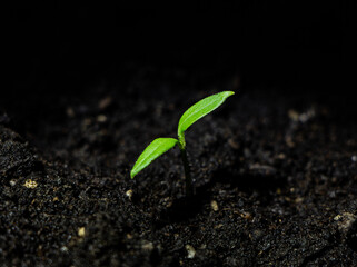 A small sprout that sprouts from under the ground. New life concept.