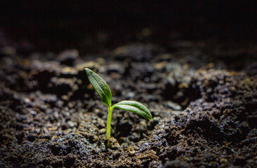 A small sprout that sprouts from under the ground. New life concept.