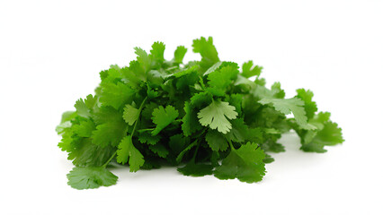 Obraz premium vibrant bunch of cilantro (coriander) with bright green leaves and thin stems