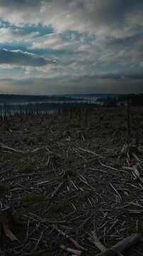 Majestic forest to stark deforestation: a visual journey through environmental change
