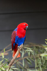 Moluccan cockatoo, salmon-crested cockatoo, cockatoo, parrot, bird, exotic bird,