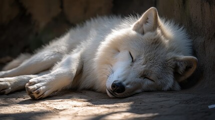 Obraz premium Arctic Wolf's Peaceful Slumber