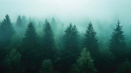 Fototapeta premium The soft, unfocused gradient of green evokes the feeling of a quiet forest or lush foliage.