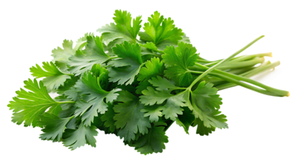 Fresh bunch of parsley isolated on a white background.