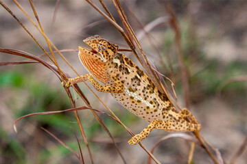 Mozambique, Ponta do Ouro, Chameleon (Chamaeleo Chamaeleon)