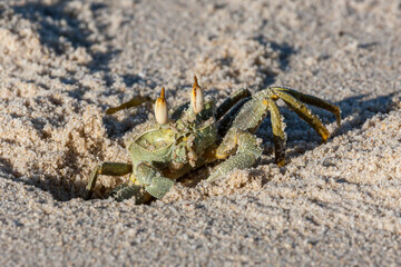 Mozambique, Cabo Delgado, Guludo, Quirimbas, Ghost Crabs (Genus Ocypode - subfamily Ocypodinae)