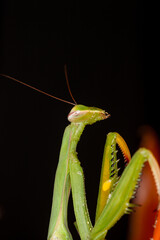 Naklejka premium Mozambique, Maputo, Praying Mantis (Mantis religiosa)