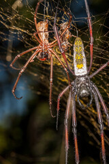 Mozambique, Maputo, Golden-Orb Spider (Nephila pilipes)