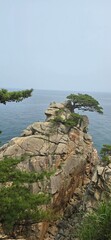절벽 위 나무 한국 풍경 바다