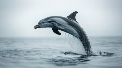 Fototapeta premium Dolphin jumping in ocean waves coastal environment wildlife photography serene atmosphere aquatic adventure