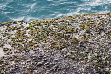 A rock covered in moss and algae