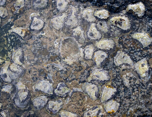 A close up of a rock covered in oyster shells