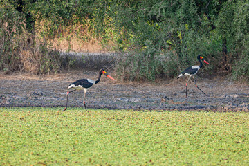 Mozambique, Gorongosa National Park, Saddle-billed Stork (Ephippiorhynchus senegalensis)