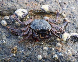 A crab is walking on a rock with shells scattered around it