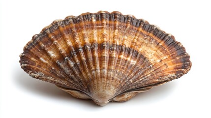 Obraz premium Scallop shell found at the beach nature photography close-up view natural environment marine concept