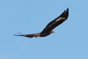 Águila real en vuelo