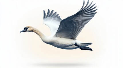 Obraz premium Majestic Swan in Flight with Outstretched Wings Against Soft Pale Background for Nature and Wildlife Representation