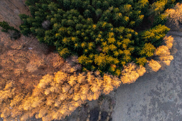 Wiosenny las widok z góry, Muszyna. © Maciej G. Szling