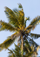 A palm tree with a few leaves is in the middle of a blue sky