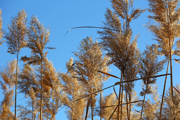 Dry reed grass, blue sky, natural background