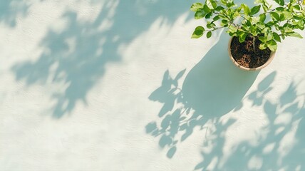 Vibrant Green Potted Plant Casting Shadows on Teal Surface