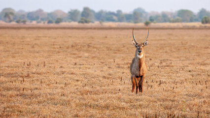 Mozambique, Gorongosa National Park, Waterbuck (Kobus ellipsiprymnus), male
