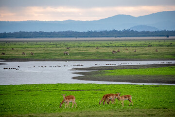 Fototapeta premium Mozambique, Gorongosa National Park, Impala (Aepyceros melampus)