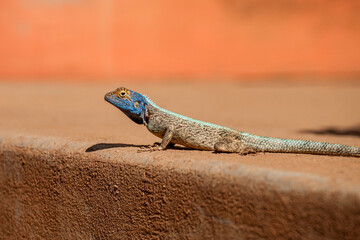 Mozambique, Zambézia, Gurùé, Outdoor, Blue-Headed Tree Agama (Acanthocercus Atricollis) - Gala Gala