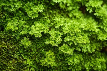 Lush green plant life covers the surface of the terrain