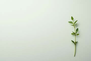 Aromatic Green Sprig on Pale Background Minimalist Botanical Harmony Freshness Light Delicate Still Life Studio Shot