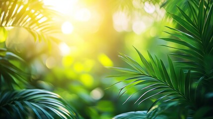 Obraz premium Tropical foliage sunlight jungle bokeh