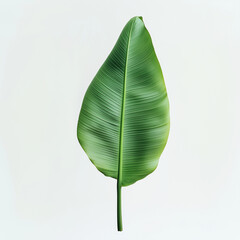Fototapeta premium Single banana leaf isolated on white background