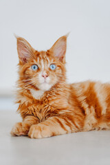 Obraz premium ginger Maine-Coon kitten lying on white table at home, red small thoroughbred cat. pet care concept, vertical photo