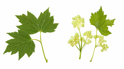 Green leaves and pale yellow flowers isolated on white background; nature, botany, springtime, plant biology, educational resource