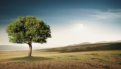 Fototapeta premium Single alone tree in natural landscape