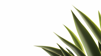 Lush green agave leaves corner on white background; nature, botanical, design element