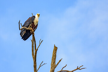 An African Fish Eagle